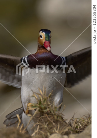 おしどり 123558804