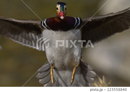 おしどり おしどり 123558840