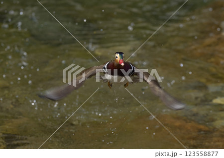 おしどり 123558877