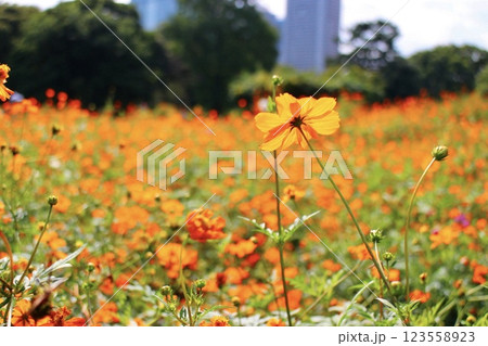 浜離宮恩賜庭園のコスモスが咲き誇る風景 123558923