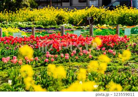 香焼チューリップまつり　【長崎市】 123559011