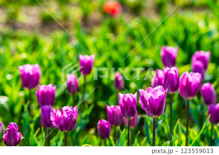 香焼チューリップまつり　【長崎市】 123559013