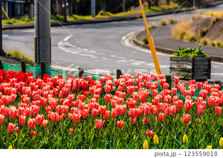 香焼チューリップまつり　【長崎市】 123559018