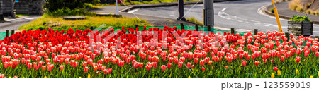 香焼チューリップまつり　パノラマ　【長崎市】 123559019