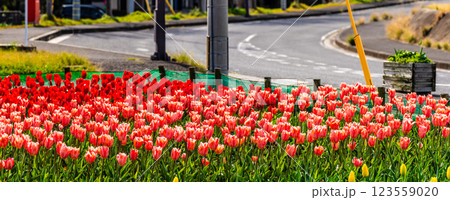 香焼チューリップまつり　パノラマ　【長崎市】 123559020