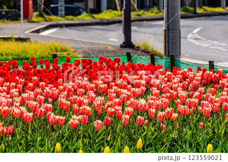 香焼チューリップまつり　【長崎市】 123559021
