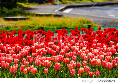 香焼チューリップまつり　【長崎市】 123559024