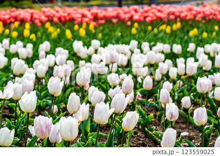 香焼チューリップまつり　【長崎市】 123559025