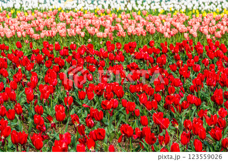 香焼チューリップまつり　【長崎市】 123559026