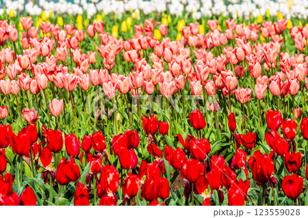 香焼チューリップまつり　【長崎市】 123559028