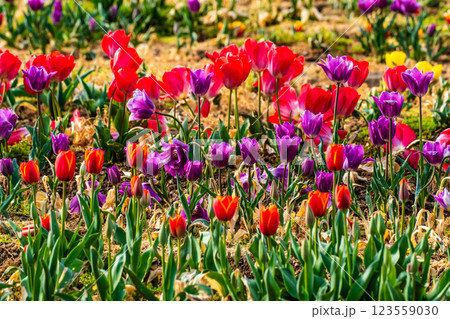 香焼チューリップまつり 【長崎市】 香焼チューリップまつり 【長崎市】 123559030