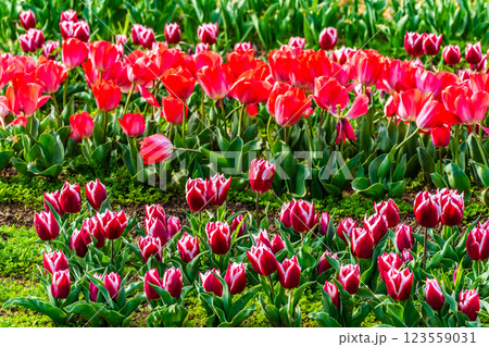 香焼チューリップまつり　【長崎市】 123559031