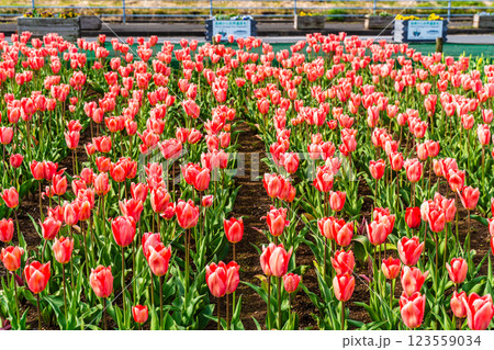 香焼チューリップまつり　【長崎市】 123559034