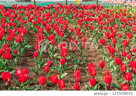 香焼チューリップまつり 【長崎市】 香焼チューリップまつり 【長崎市】 123559035