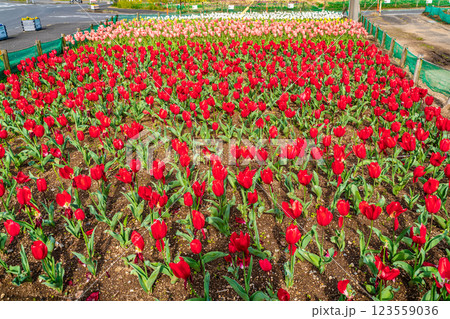 香焼チューリップまつり　【長崎市】 123559036