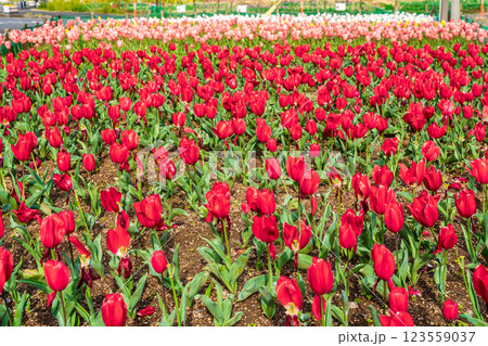 香焼チューリップまつり　【長崎市】 123559037