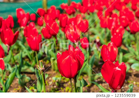 香焼チューリップまつり　【長崎市】 123559039