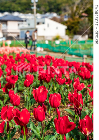 香焼チューリップまつり　【長崎市】 123559041