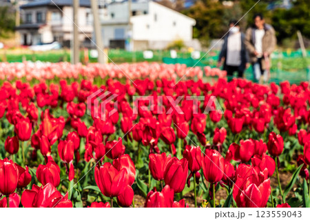 香焼チューリップまつり　【長崎市】 123559043