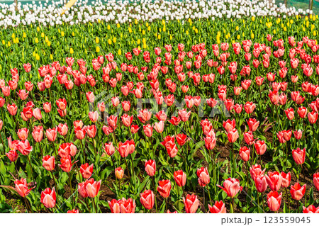 香焼チューリップまつり　【長崎市】 123559045