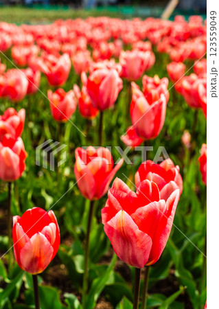 香焼チューリップまつり　【長崎市】 123559049