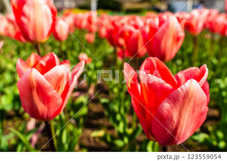 香焼チューリップまつり　【長崎市】 123559054