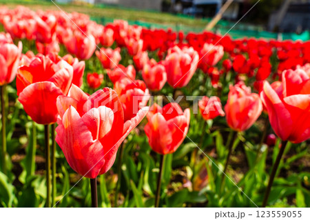 香焼チューリップまつり　【長崎市】 123559055