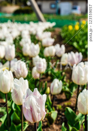 香焼チューリップまつり 【長崎市】 香焼チューリップまつり 【長崎市】 123559057
