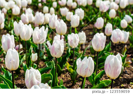 香焼チューリップまつり　【長崎市】 123559059