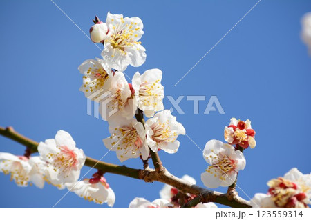 青空に映える白い梅の花 123559314
