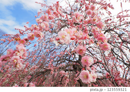 枝垂れ梅 123559321