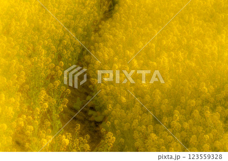 春の日差しを浴びる菜の花畑 123559328