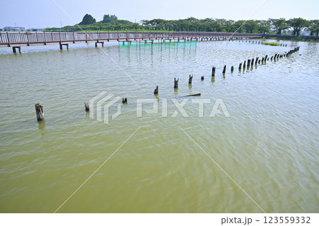 初夏　水量たっぷりの伊佐沼　7月湖畔の風景　　 123559332