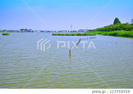 初夏 水量たっぷりの伊佐沼 7月湖畔の風景 初夏 水量たっぷりの伊佐沼 7月湖畔の風景 123559359