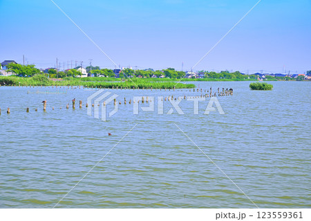 初夏　水量たっぷりの伊佐沼　7月湖畔の風景　　 123559361
