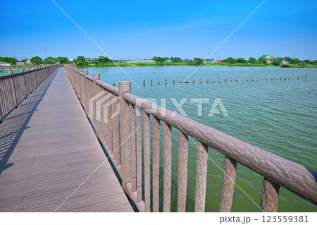 初夏　遊歩道　水量たっぷりの伊佐沼　7月湖畔の風景　　 123559381