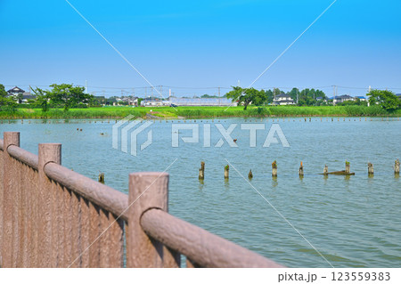 初夏　遊歩道　水量たっぷりの伊佐沼　7月湖畔の風景　　 123559383