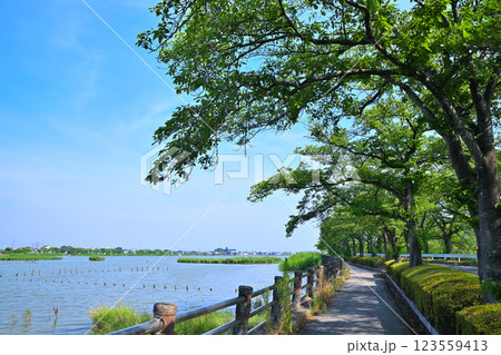初夏　水量たっぷりの伊佐沼　7月湖畔の風景　　 123559413