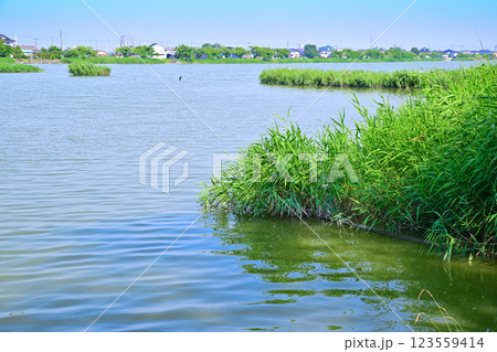 初夏 水量たっぷりの伊佐沼 7月湖畔の風景 初夏 水量たっぷりの伊佐沼 7月湖畔の風景 123559414