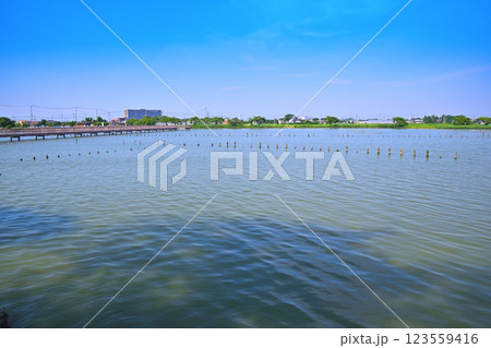 初夏　水量たっぷりの伊佐沼　7月湖畔の風景　　 123559416