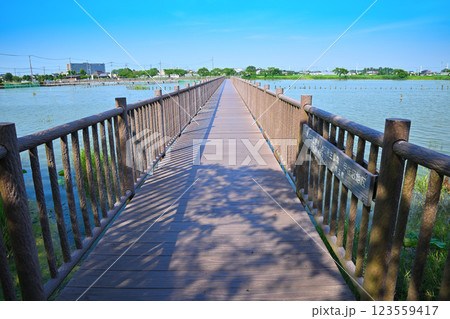 初夏　遊歩道　水量たっぷりの伊佐沼　7月湖畔の風景　　 123559417