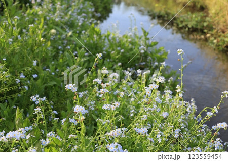 水辺に群生する勿忘草「忘れな草」 123559454