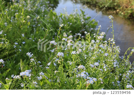 水辺に群生する勿忘草「忘れな草」 水辺に群生する勿忘草「忘れな草」 123559456