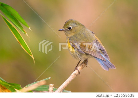 かわいいルリビタキメス かわいいルリビタキメス 123559539