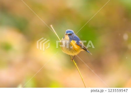 青い小鳥 123559547