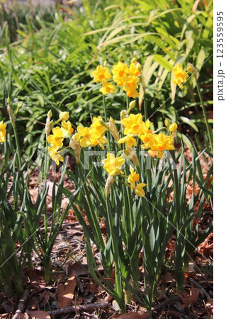 宗像市の鎮国寺のスイセンの花 宗像市の鎮国寺のスイセンの花 123559595