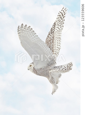 Snowy Owl female flying on a mixed clouds and blue sky background in Quebec, Canada Snowy Owl female flying on a mixed clouds and blue sky background in Quebec, Canada 123559606