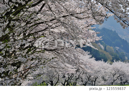 斐伊川土手の桜並木(雲南市) 斐伊川土手の桜並木(雲南市) 123559837