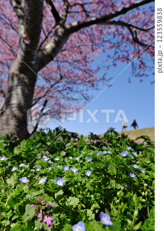 オオイヌノフグリと河津桜並木(大東:雲南市) オオイヌノフグリと河津桜並木(大東:雲南市) 123559838