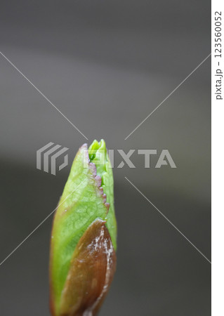 アジサイの新芽 123560052